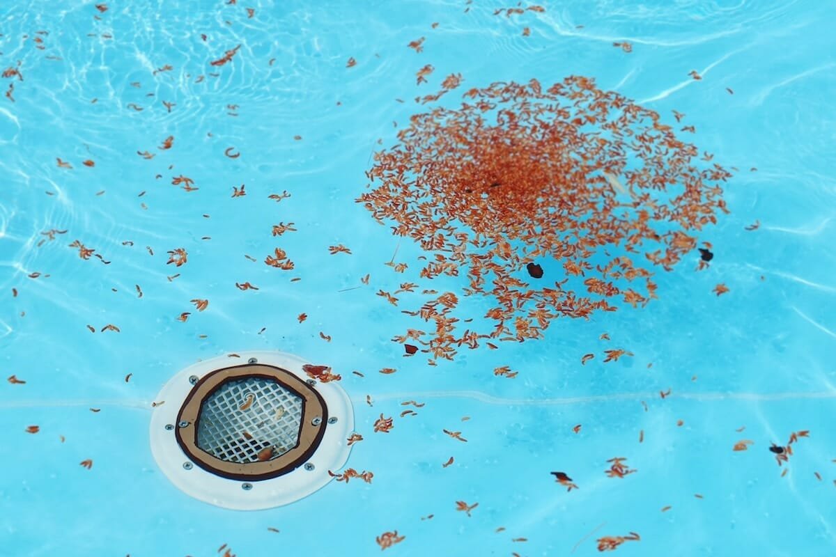 Leaves and storm debris floating on the surface of a Phoenix swimming pool