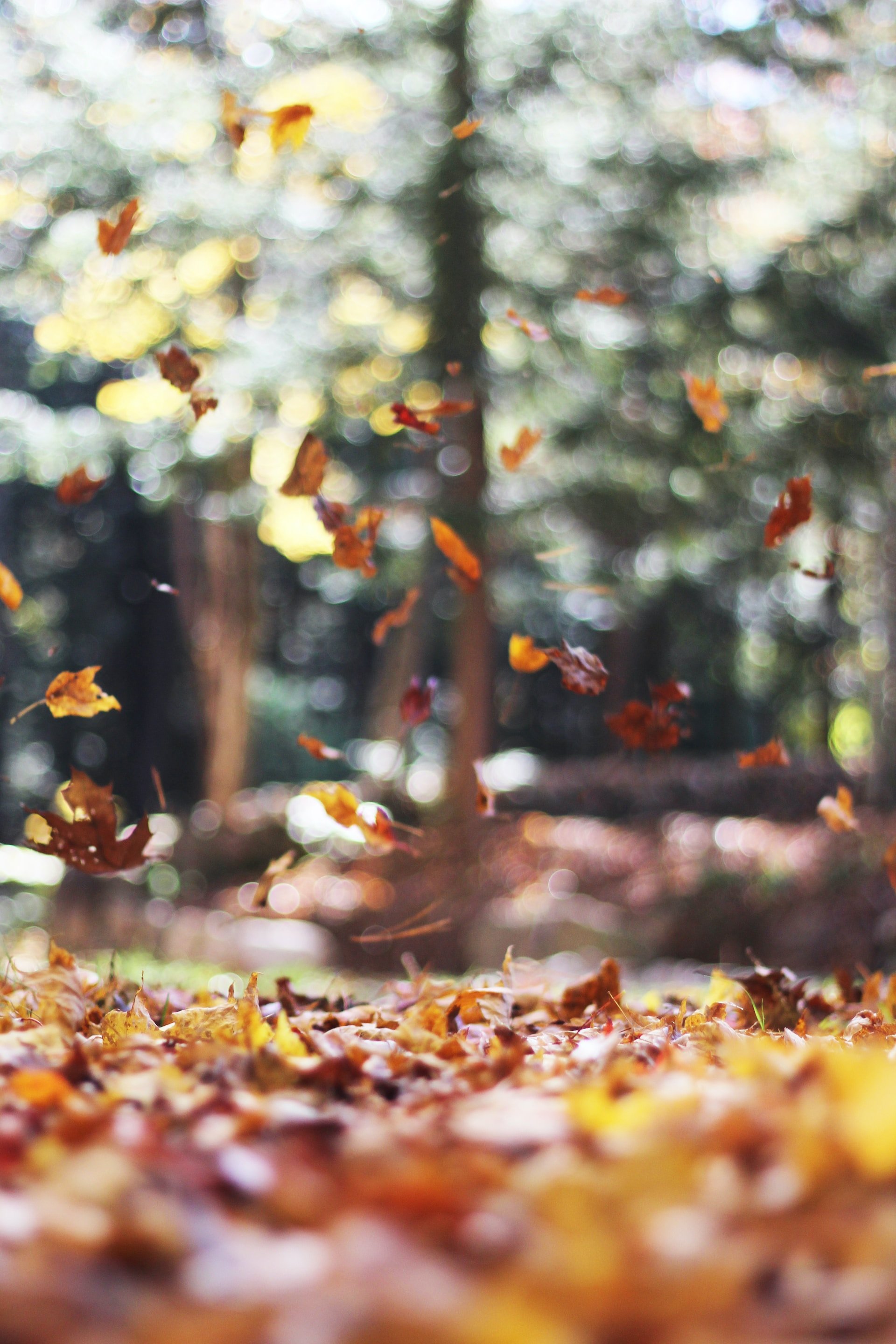 Fallen autumn leaves collecting near a backyard swimming pool